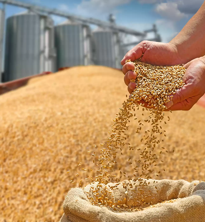 Grain Farming